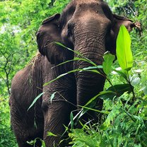 Daily elephant hikes with these beautiful creatures!