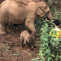 The baby elephant, Lah Lah, with her mommy, Kah Moon 