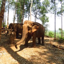 Elephants in Chiang Mai