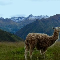Llama in the Andean mountains